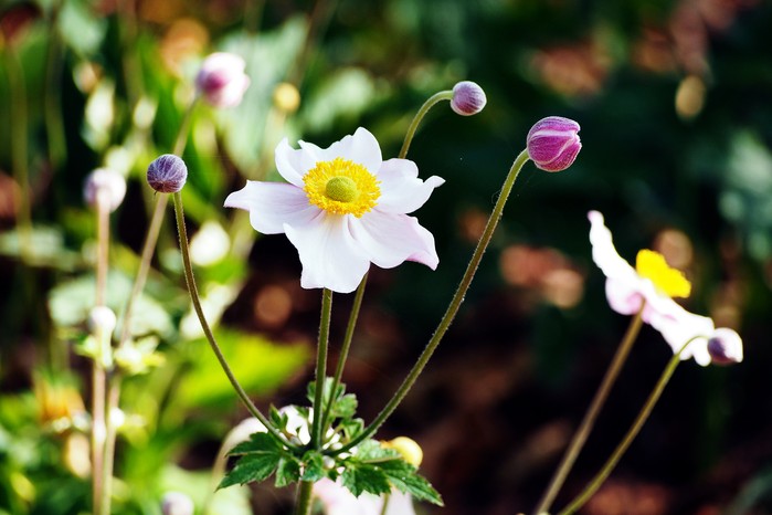 Japanese anemone 'Honorine Jobert' Japanese anemone 'Honorine Jobert'