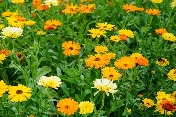 Marigold, Calendula officinalis Marigold, Calendula officinalis