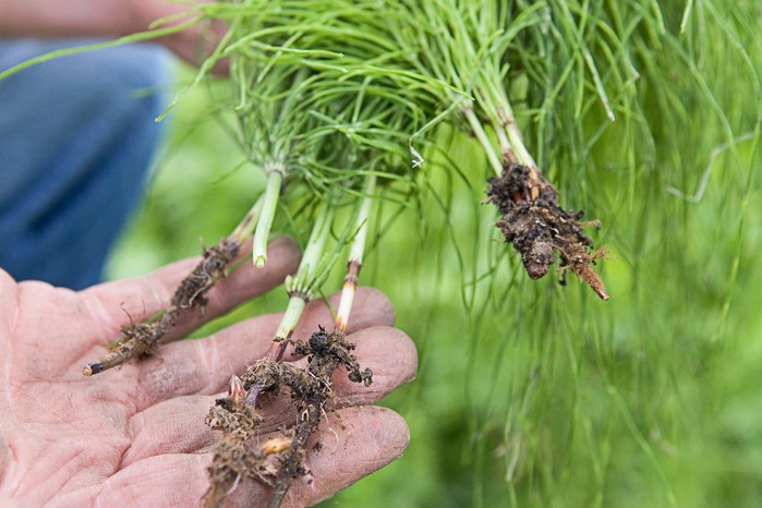 Horsetail weed Horsetail weed