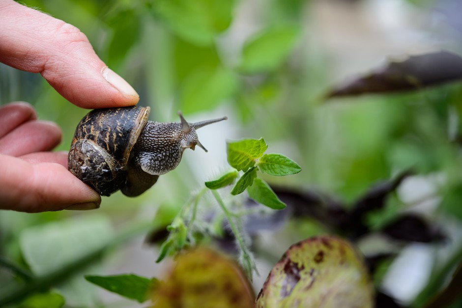 Gardening for beginners - problem solving Gardening for beginners - problem solving