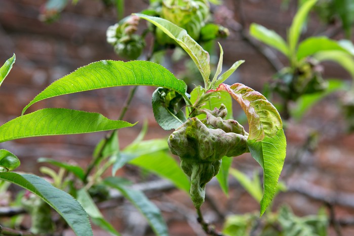 Peach leaves with peach leaf curl fungus Peach leaves with peach leaf curl fungus