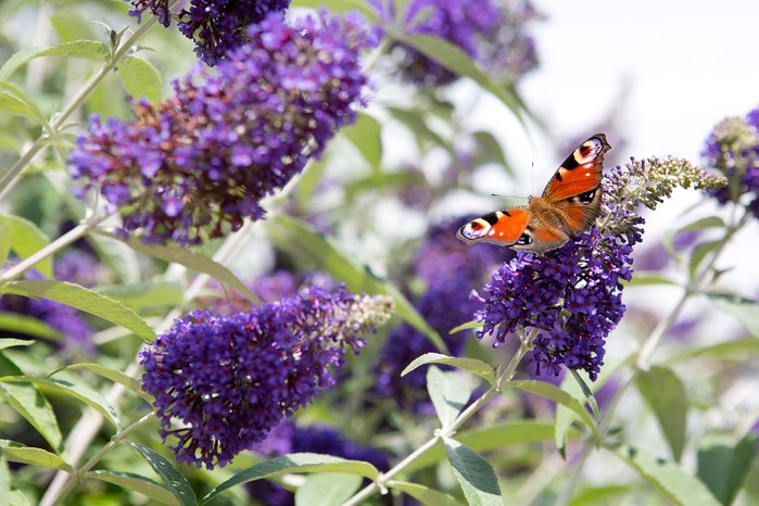 Buddleia provides nectar for butterflies Buddleia provides nectar for butterflies