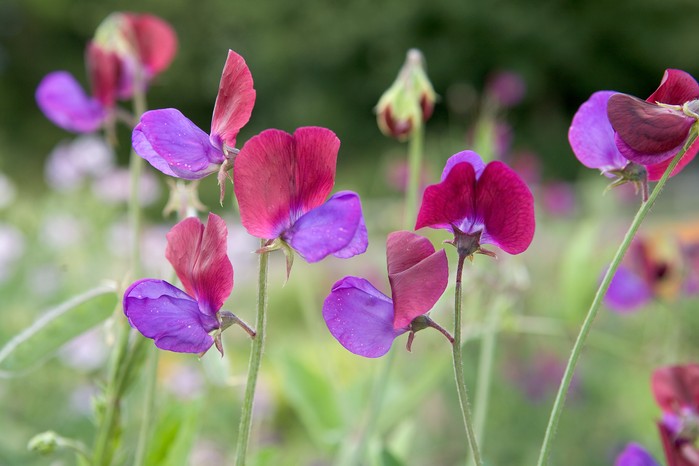 Lathyrus odoratus 'Matucana'10/7/08 Lathyrus odoratus 'Matucana'