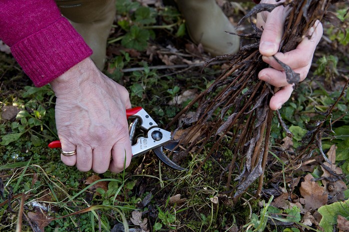 What to prune in autumn - pruning asters What to prune in autumn - pruning asters