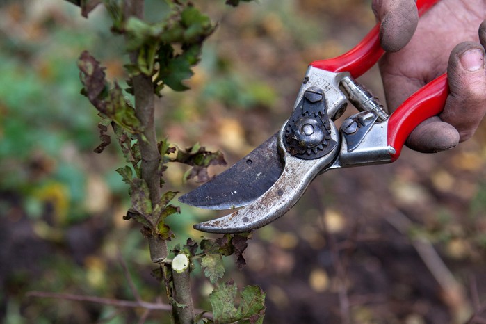 What to prune in autumn - pruning an acer tree What to prune in autumn - pruning an acer tree