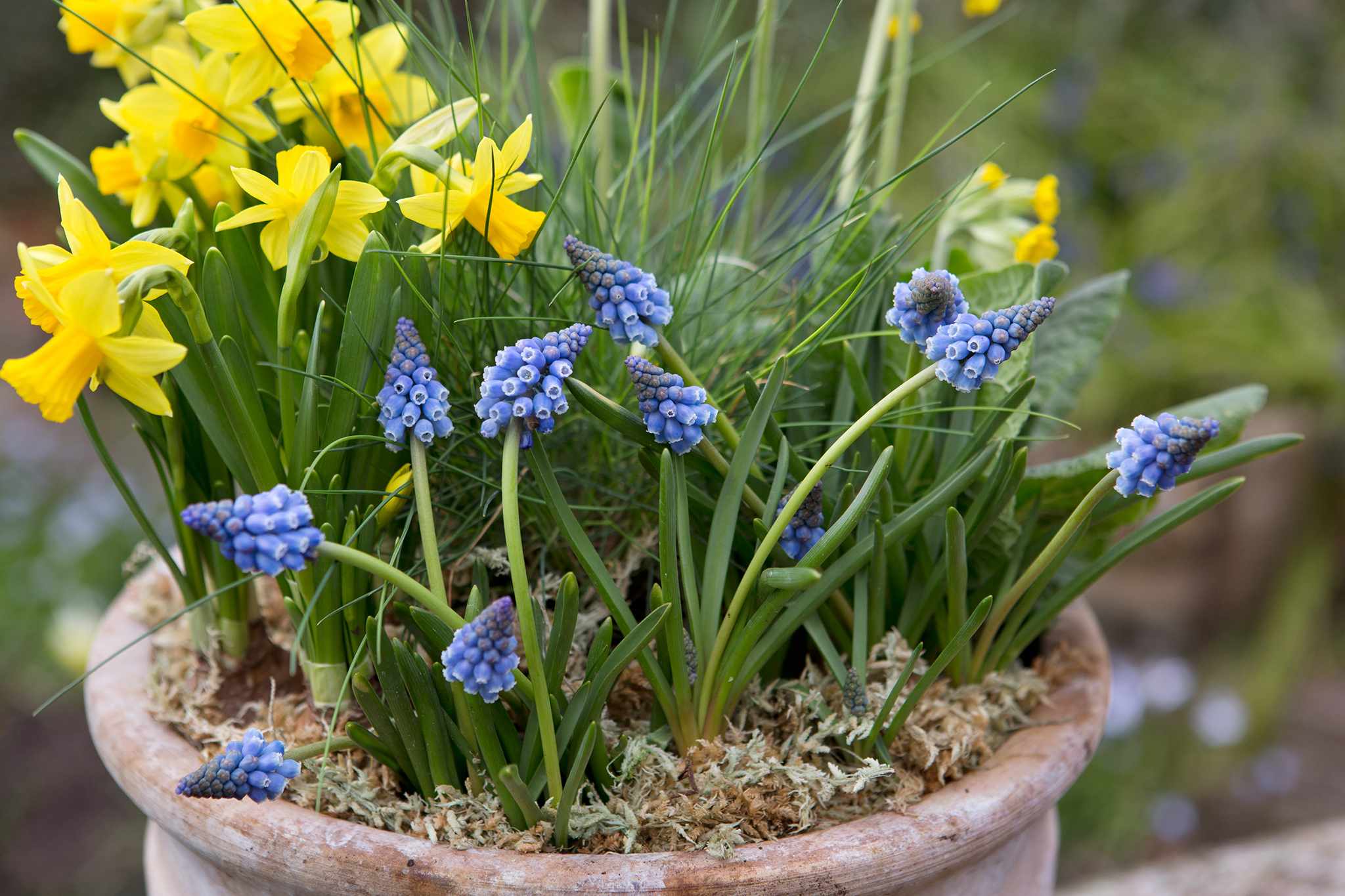 Finished container Container Know How Potted bulbs Festuca glauca Muscari Narcissus Tete a tete 240316 24032016 24/03/16 24/03/2016 24 24th March 2016 Spring Kevin Smith photographer Sarah Cuttle practical step by step horizontal yellow blue terracotta pot dwarf daffodil daffodils