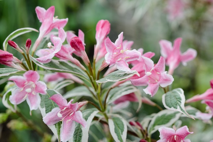 Weigela 'Florida Variegata'. Jason Ingram Weigela 'Florida Variegata'. Jason Ingram