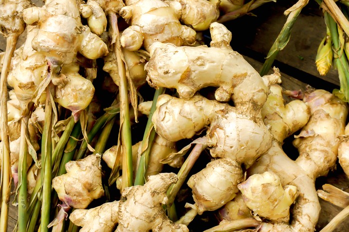 Freshly harvested ginger roots Freshly harvested ginger roots