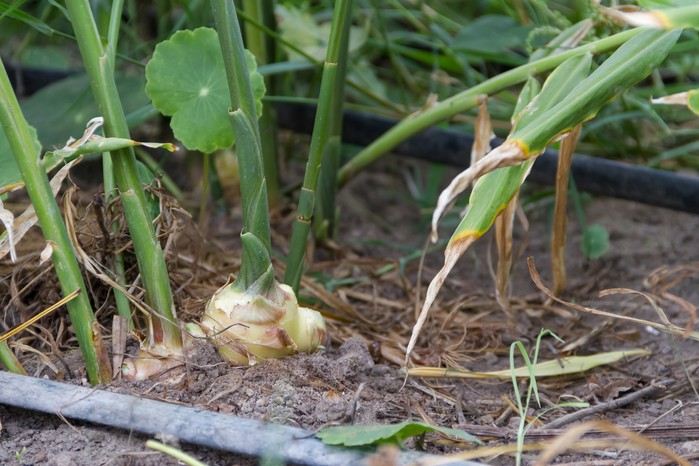 Growing ginger - mature ginger plant growing with the root exposed Growing ginger - mature ginger plant growing with the root exposed