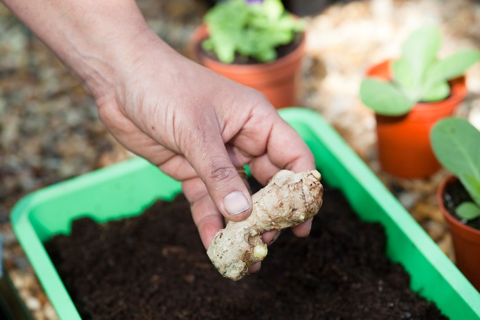 Growing ginger - inserting a ginger root into compost Growing ginger - inserting a ginger root into compost