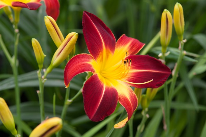 Hemerocallis 'Ruby Spider', Daylily. Torie Chugg Hemerocallis 'Ruby Spider', Daylily. Torie Chugg