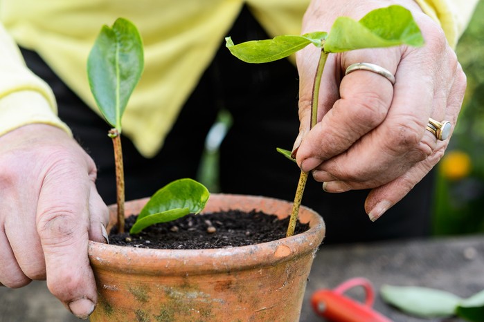 Putting the honeysuckle cuttings into terracotta pots Putting the honeysuckle cuttings into terracotta pots