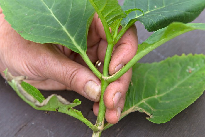 How to take hydrangea cuttings - selecting healthy shoots How to take hydrangea cuttings - selecting healthy shoots