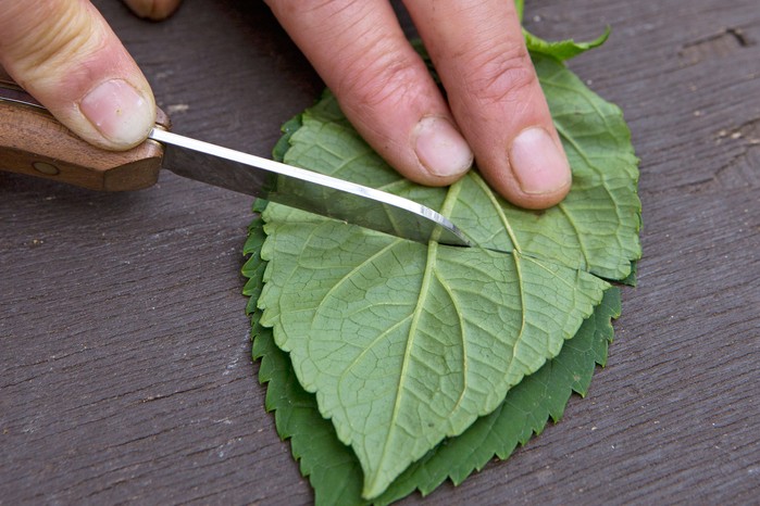 How to take hydrangea cuttings - cutting each leaf in half How to take hydrangea cuttings - cutting each leaf in half