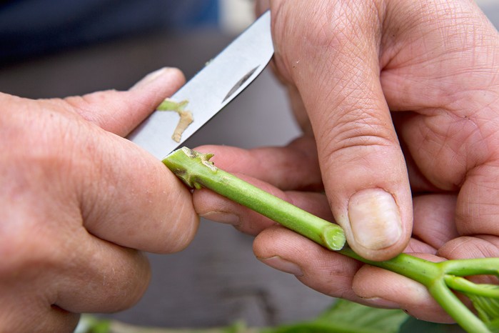 How to take hydrangea cuttings - trimming below a node How to take hydrangea cuttings - trimming below a node