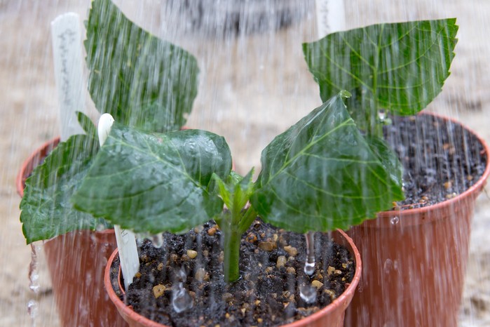 How to take hydrangea cuttings - watering the cuttings How to take hydrangea cuttings - watering the cuttings