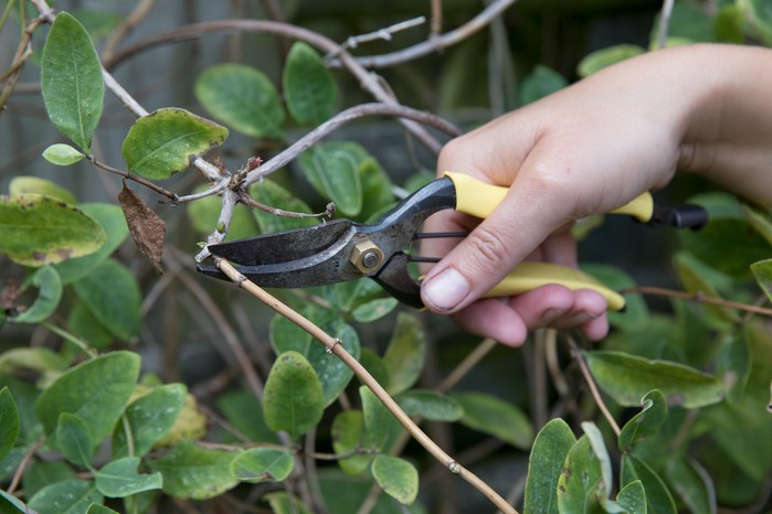 2048x1365-Lonicera-SEO-Frances-Tophill-WTDN-Pruning-180920-Pruning_honeysuckle_a5 Frances prune pruning Lonicera periclymenum common honeysuckle cut cutting back to bud buds step by step sequence 180920 18092020 18/09/20 18/09/2020 18 18th September 2020 late Summer early Autumn Frances Tophill Pruning location Private area Kew Gardens photographer Sarah Cuttle