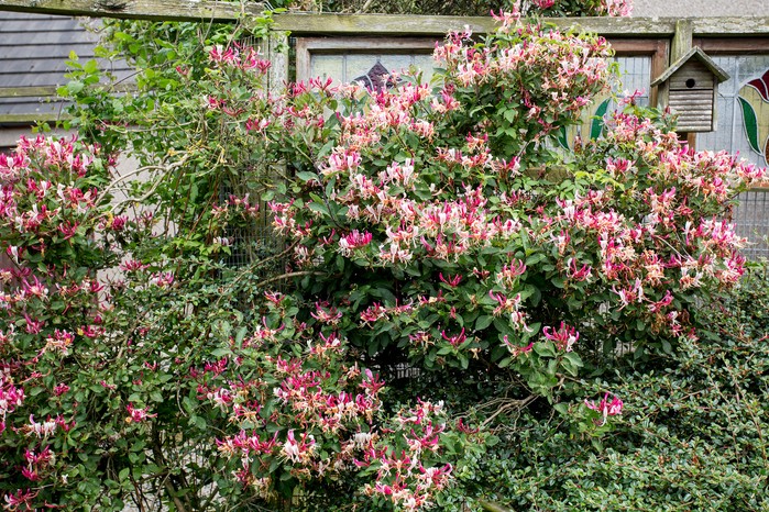 2048x1365-Lonicera-SEO-GOTY-Competition-2017-Wildlife-Helen-Rushton-GOTY-Competition-2017-Wildlife-Helen-Rushton-PDB_19_7_17_0181 Helen Rushton Wildlife Friendly Garden category winner Gardeners World Garden of the Year Competition 2017 Lonicera honeysuckle 190717 19072017 19/07/17 19/07/2017 19 19th July 2017 Summer Inverurie Aberdeenshire photographer Paul Debois