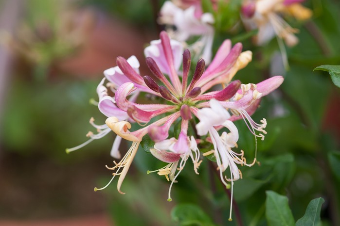 Tynings Climbers Lonicera periclymenum Strawberries and Cream Tynings Climbers stand plant portrait 010719 01072019 01/07/19 01/07/2019 1 1st July 2019 Summer RHS Hampton Court Flower Show 2019 Floral Marquee photographer Torie Chugg