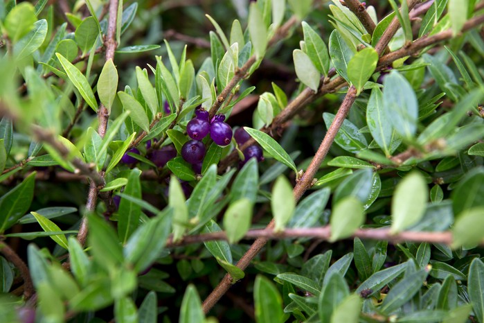 2048x1365-Lonicera-SEO-LI3222114 Lonicera pileata box-leaved honeysuckle 041115 04112015 04/11/15 04/11/2015 4 4th November 2015 Alan Titchmarsh at Farley Hill Autumn photographer Sarah Cuttle evergreen shrub twining stem stems lance shaped leaves black berries