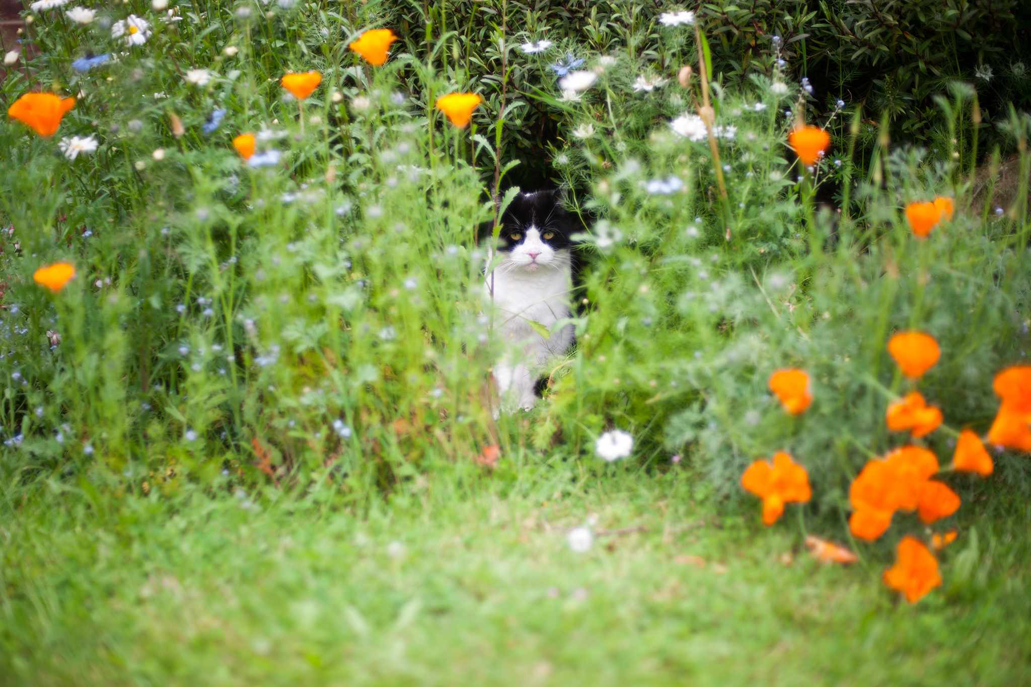 Pet-friendly plants to grow