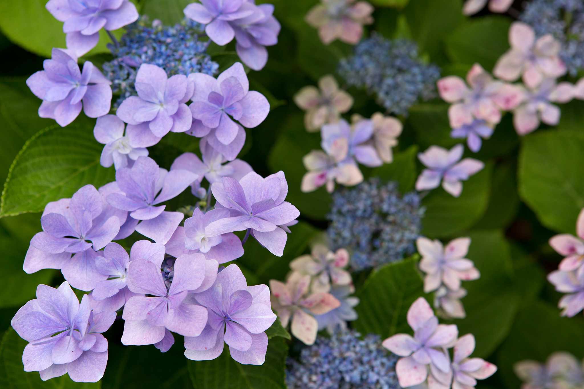 Hydrangea macrophylla Jogosaki blue flowers blooms late summer flowering deciduous shrub flowers good for drying  03/09/15 03/09/2015 030915 03092015 3 3rd September late Summer early Autumn The Savill Garden photographer Sarah Cuttle plant portraits