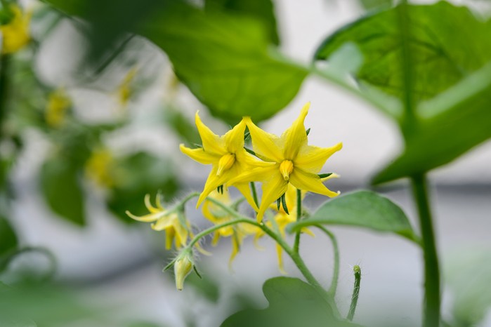 Tomato flowers Tomato flowers