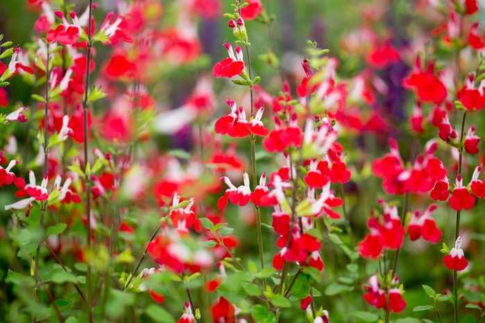 Plants for easy summer flowers: Salvia 'Hot Lips' Plants for easy summer flowers: Salvia 'Hot Lips'
