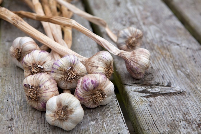 How to grow garlic - harvesting garlic How to grow garlic - harvesting garlic