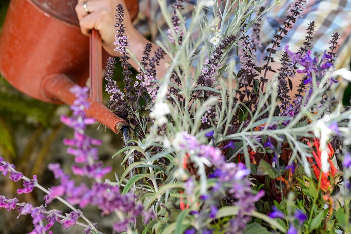 Digitalis, Exotics & Pelargoniums with Tom Brown (28th May 2020) Tom planting up terracotta pot container with exotic plants water watering can Ocimum African Blue African blue basil Gomphostigma virgatum otter bush Fuchsia Thalia Salvia leucantha Midnight Salvia coahuilensis Cuphea caeciliae linked to shoot on 220620 280520 28052020 28/05/20 28/05/2020 28 28th May 2020 Spring early Summer Tom Brown Exotics in Pots West Dean Chichester West Sussex photographer Jason Ingram