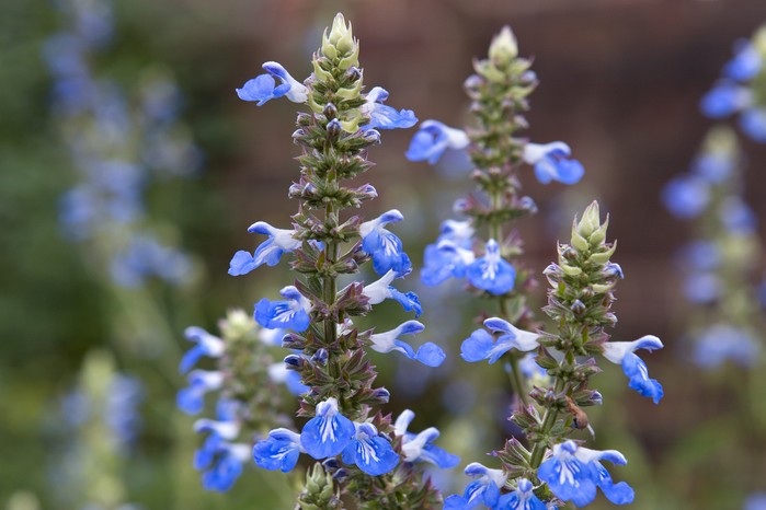Salvia uliginosa Salvia uliginosa