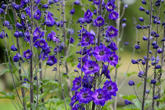 Hilliers Spring (16th June 2014) Delphinium 'Amadeus'