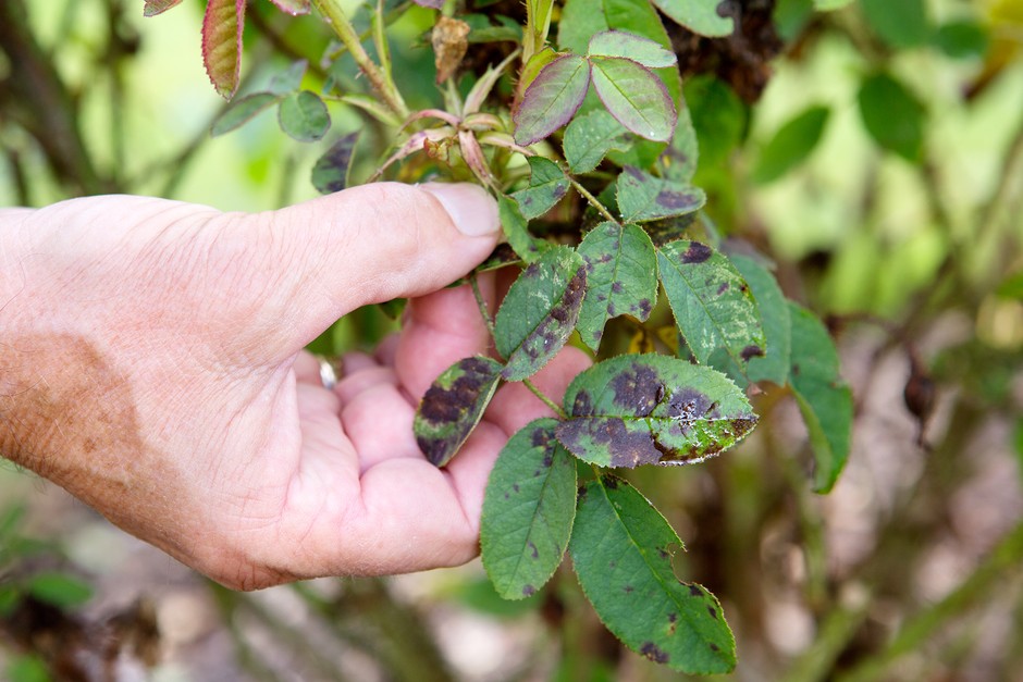 Garden problems solved - blackspot on roses Garden problems solved - blackspot on roses
