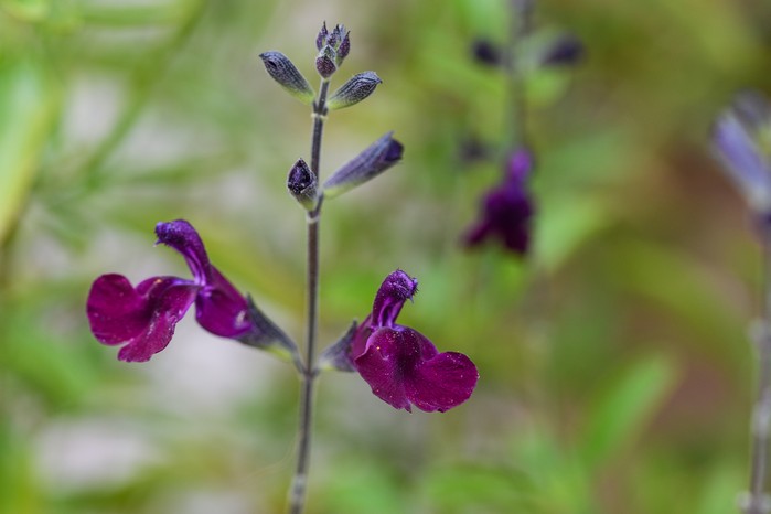 Salvia x jamensis 'Nachtvlinder' Salvia x jamensis 'Nachtvlinder'