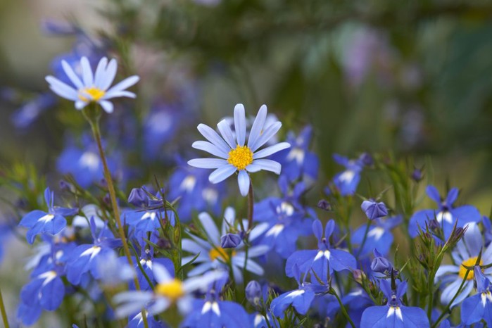 Felicia flowers Felicia flowers