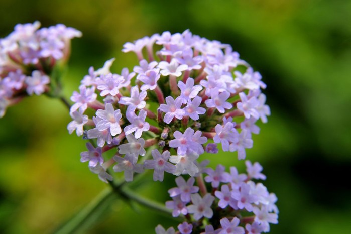 Verbena Verbena