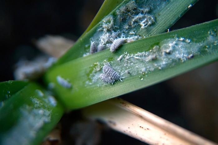 Mealybugs on orchid foliage Mealybugs on orchid foliage