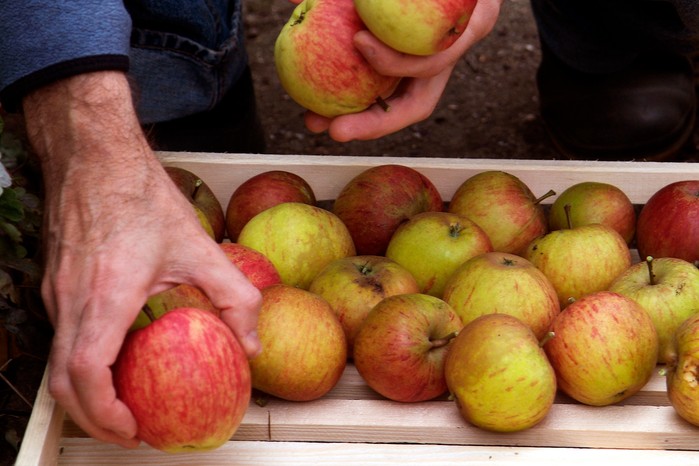 Storing apples in an apple rack Storing apples in an apple rack