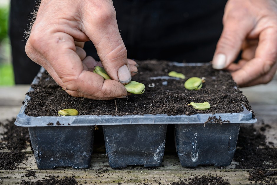 Sowing broad beans Sowing broad beans