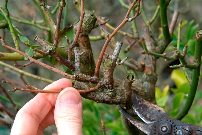 How to look after roses in autumn - thinning out crowded rose stems on a standard rose How to look after roses in autumn - thinning out crowded rose stems on a standard rose