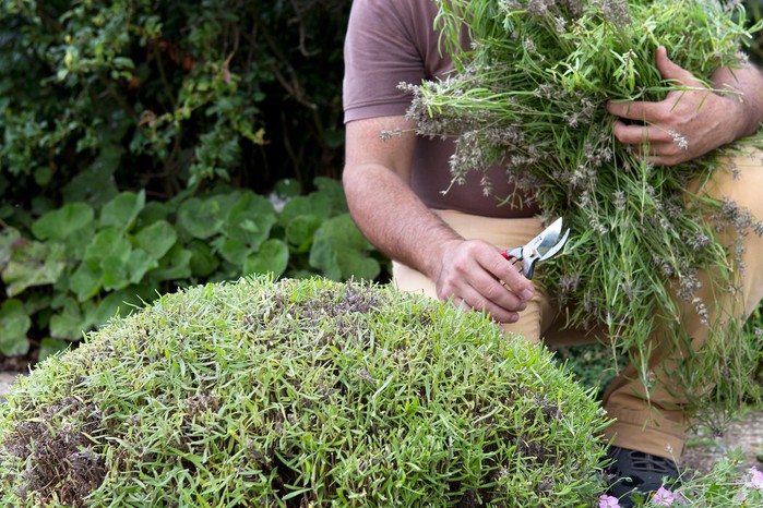 What to prune in autumn - pruning lavender What to prune in autumn - pruning lavender