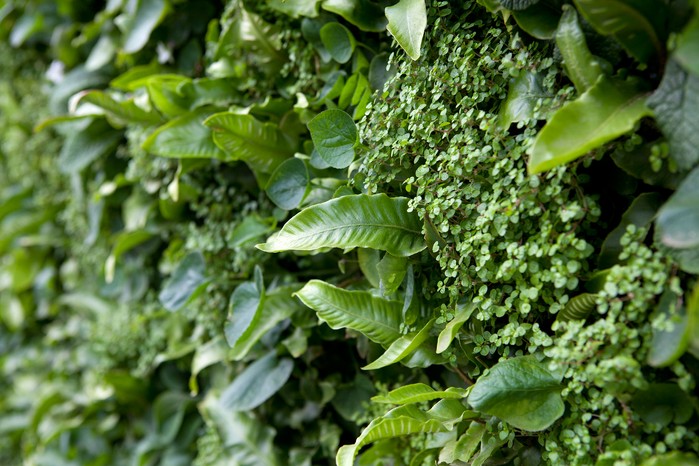 Ferns and mind-your-own-business on wall Ferns and mind-your-own-business on wall
