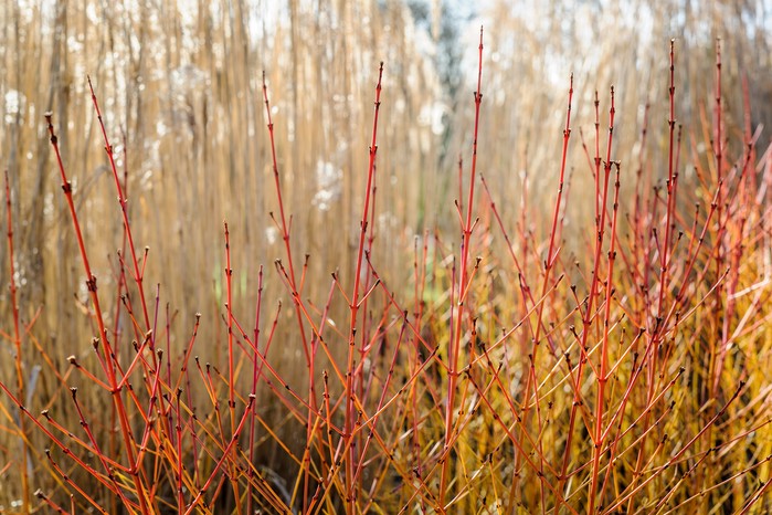 Dogwood Cornus sanguinea Dogwood Cornus sanguinea