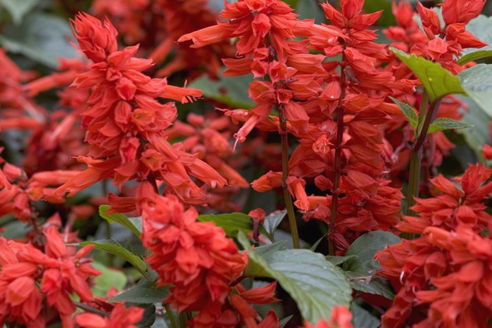 Salvia splendens 'Blaze of Fire' Salvia splendens 'Blaze of Fire'