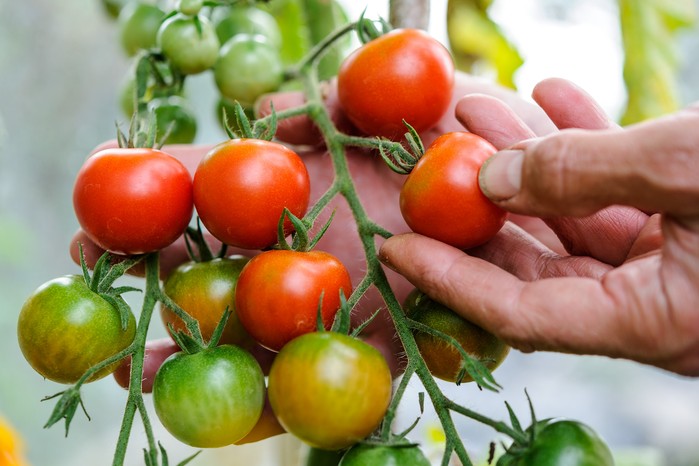 Harvesting unripe tomatoes Harvesting unripe tomatoes