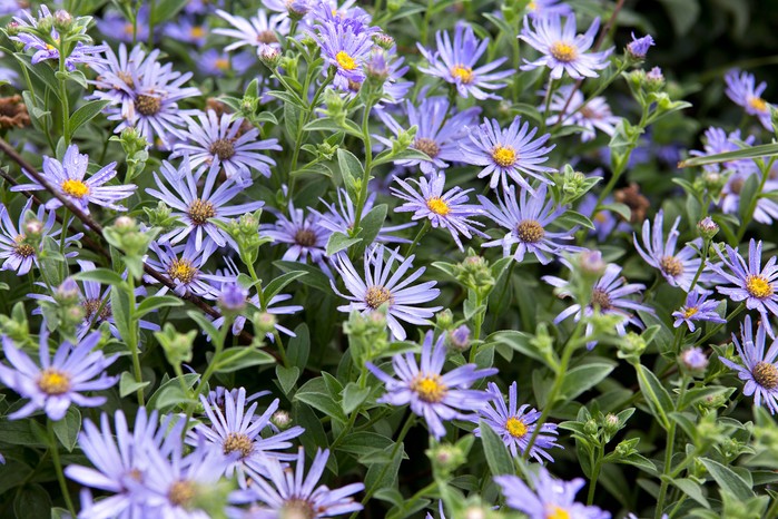 Flowers to pick in September - Aster