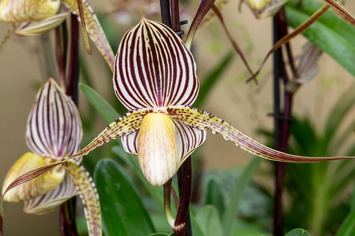 Paphiopedalum orchid Paphiopedalum orchid