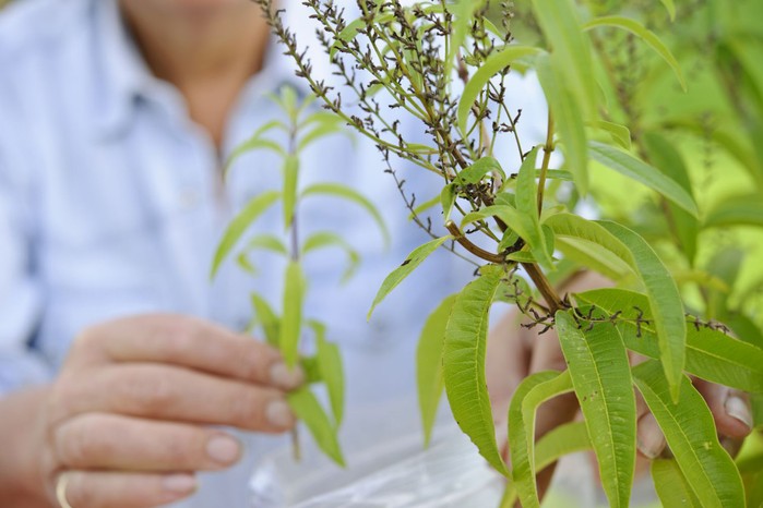 Lemon verbena Lemon verbena