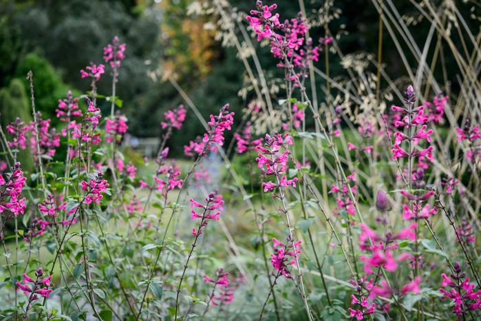 Salvia 'Mulberry Jam' Salvia 'Mulberry Jam'