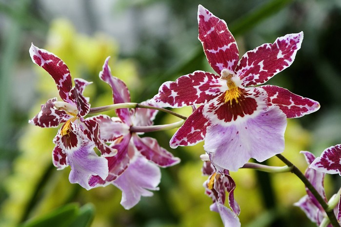 Odontoglossum orchid. Credit: Getty Images Odontoglossum orchid. Credit: Getty Images